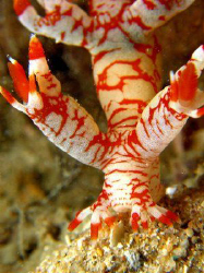 Nudi by Paul Ng 